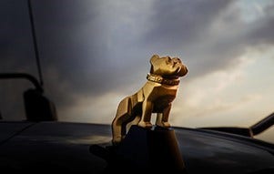 Mack Trucks logo Gold-Bulldog